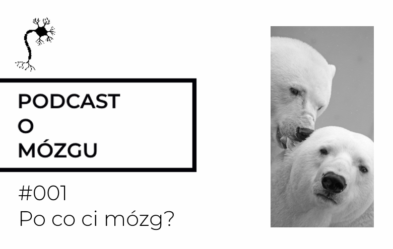 #001 Po co ci mózg?