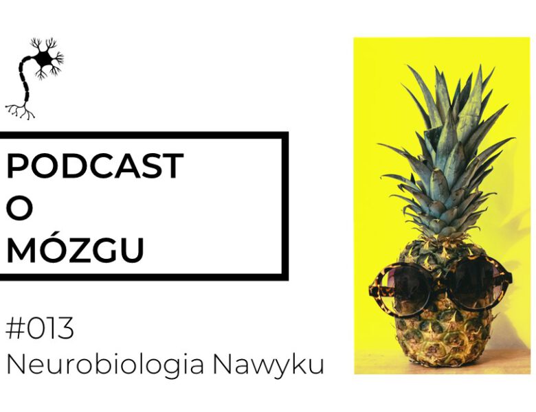 #013 Neurobiologia Nawyku. Mózg kocha rutyny